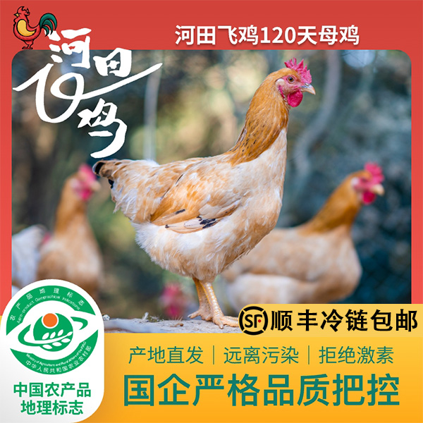 【粉丝专属】正宗长汀河田飞鸡农家散养公鸡整鸡母鸡鲜美食土鸡走地