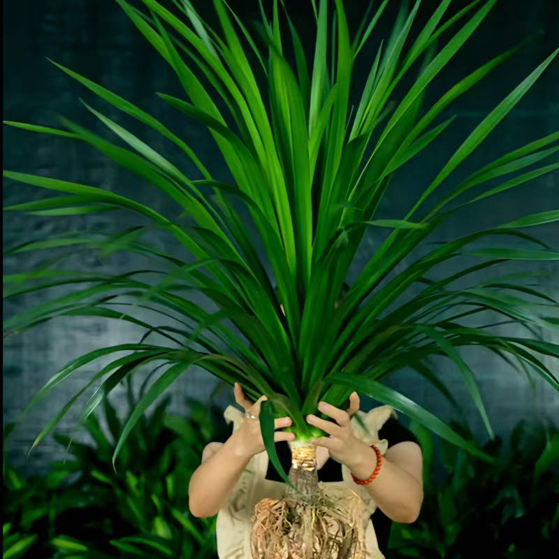 【不带瓶】太空铁2号龙血树80-90CM家养巨无霸绿植室内好养易活