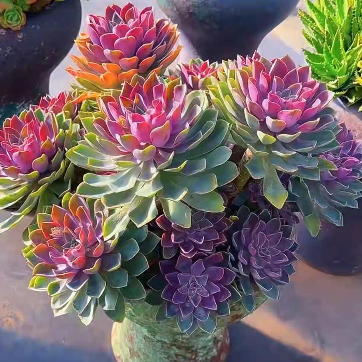 美家多肉综合链接 两单包邮