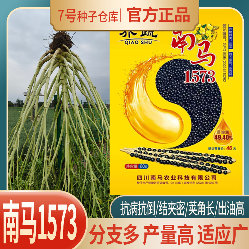 高产油菜种子南马1573油菜种子甘蓝型杂交油菜抗病抗倒出油高中熟