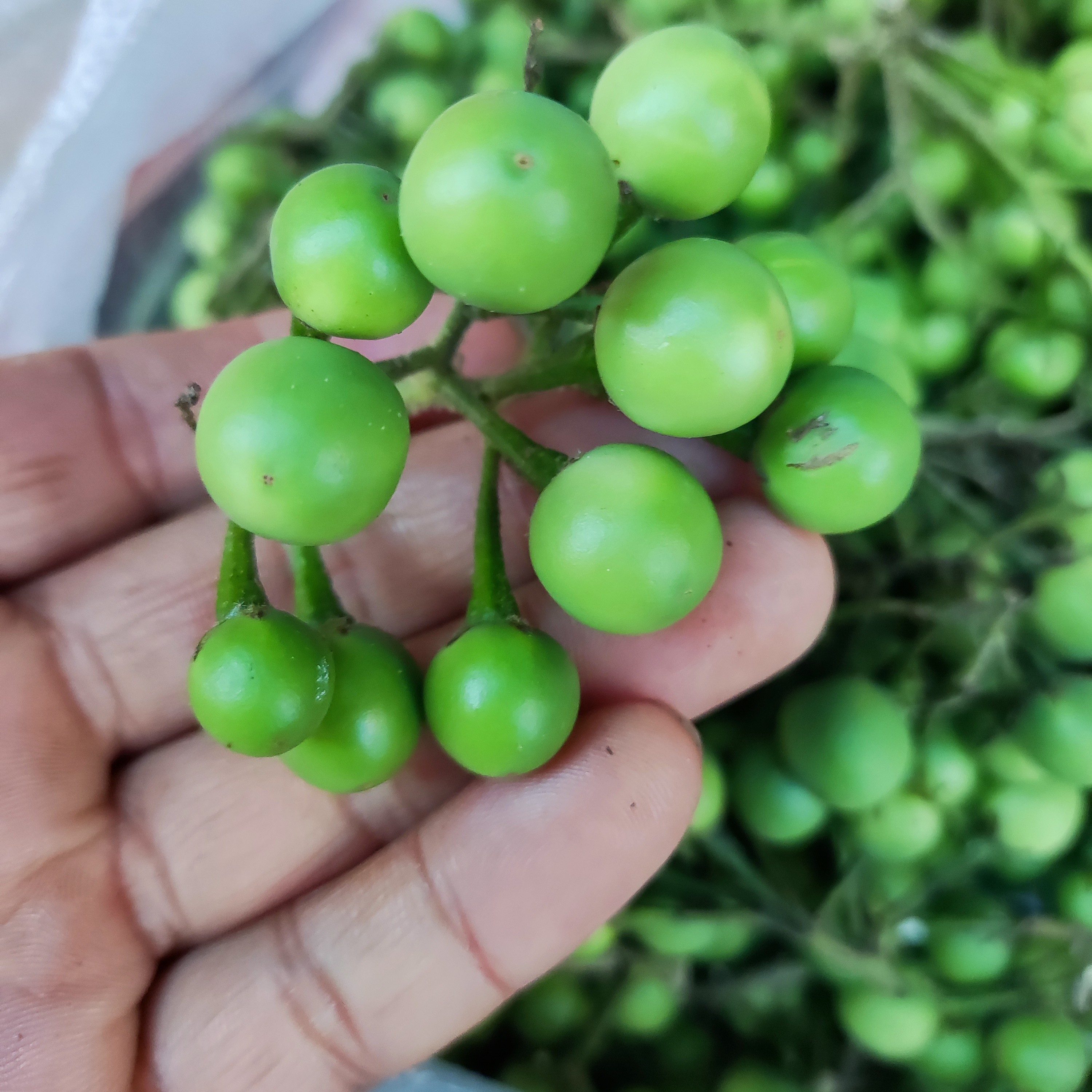 云南新鲜野生小苦子果现摘苦水撒苤小茄子应季蔬菜