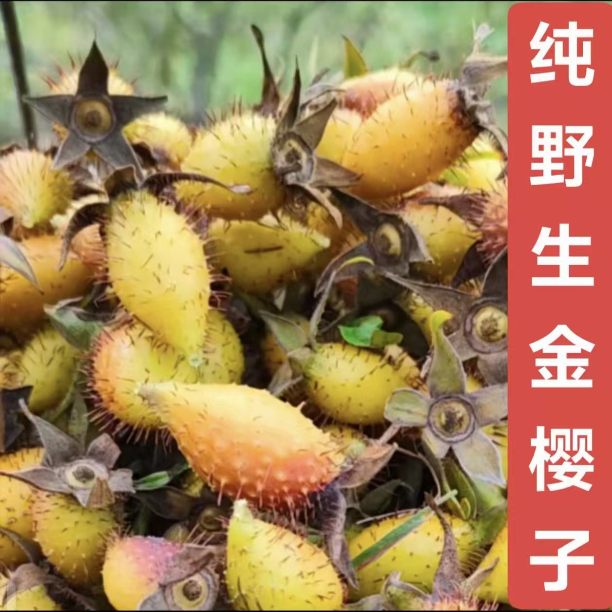 2025湖北大山新鲜采摘野生金樱子泡酒泡水煲汤刺梨子包邮