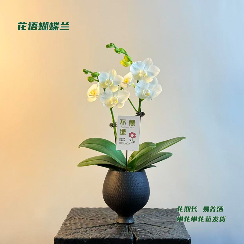 蝴蝶兰【阿玛】 带花带花苞发货 室内客厅阳台花卉 好养易活