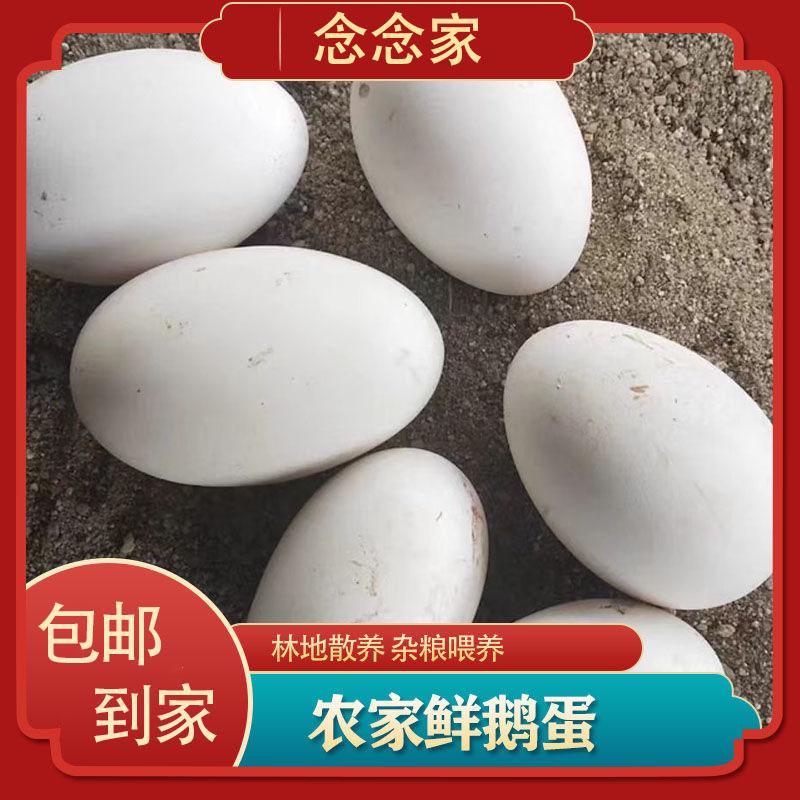 【念念家】鹅蛋保真现捡现发一箱12枚源头农场自营现捡现发破损包赔