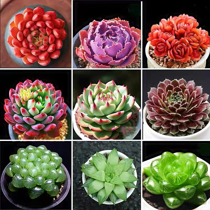 新疆西藏包邮多肉植物精品多肉小盆栽花卉绿植组合耐寒盆栽办公室