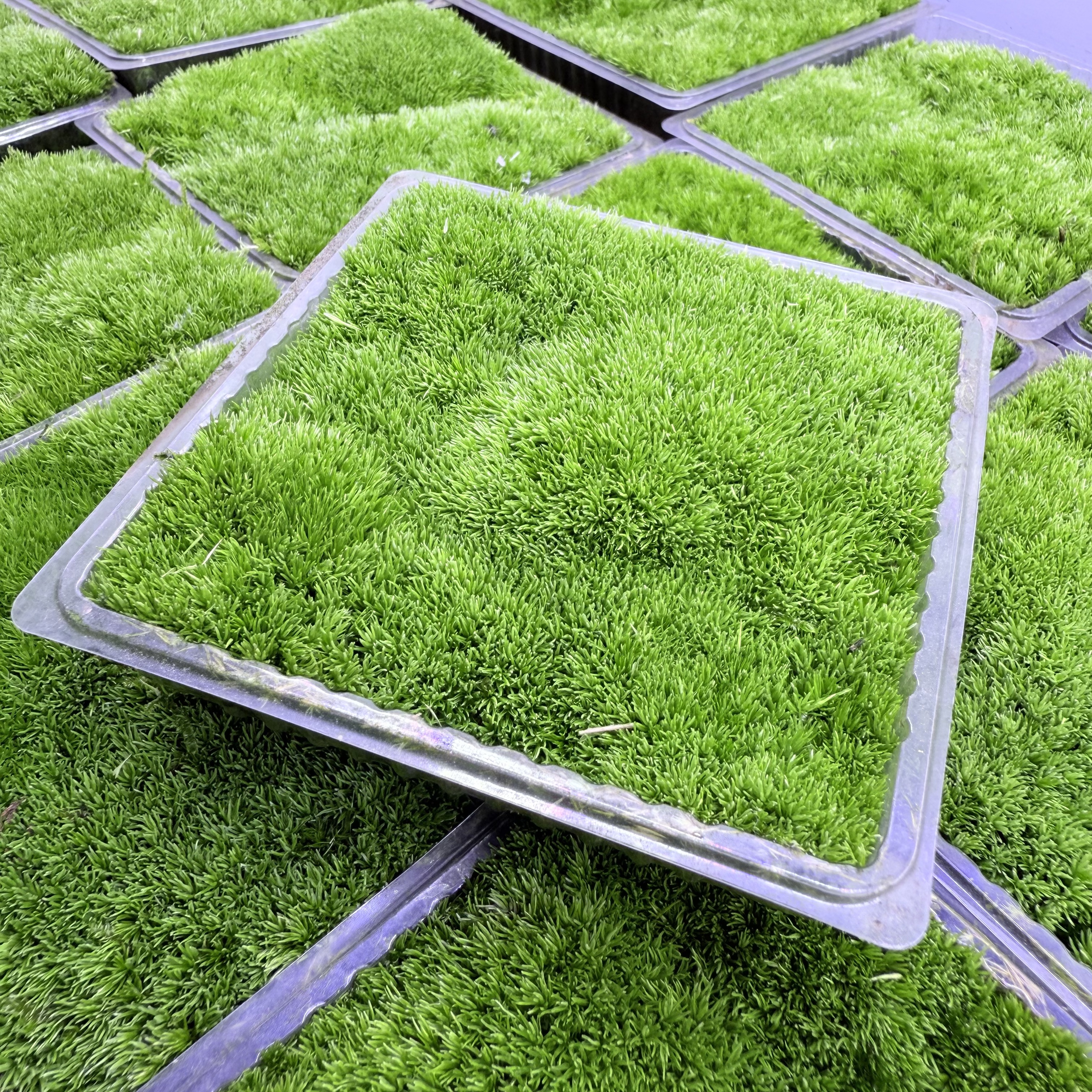 S级人工种植白发藓鲜活苔藓专用乌龟缸基垫微景观造景DIY桌面摆件