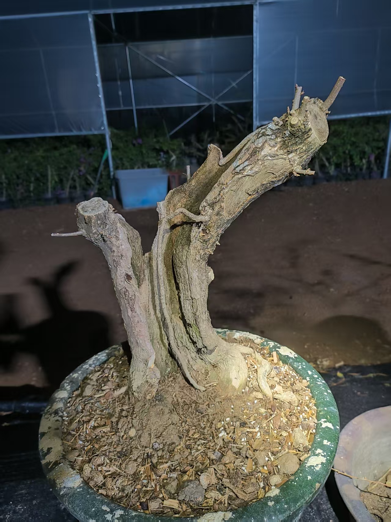 小叶紫原生桩三角梅怪桩盆栽直播间链接