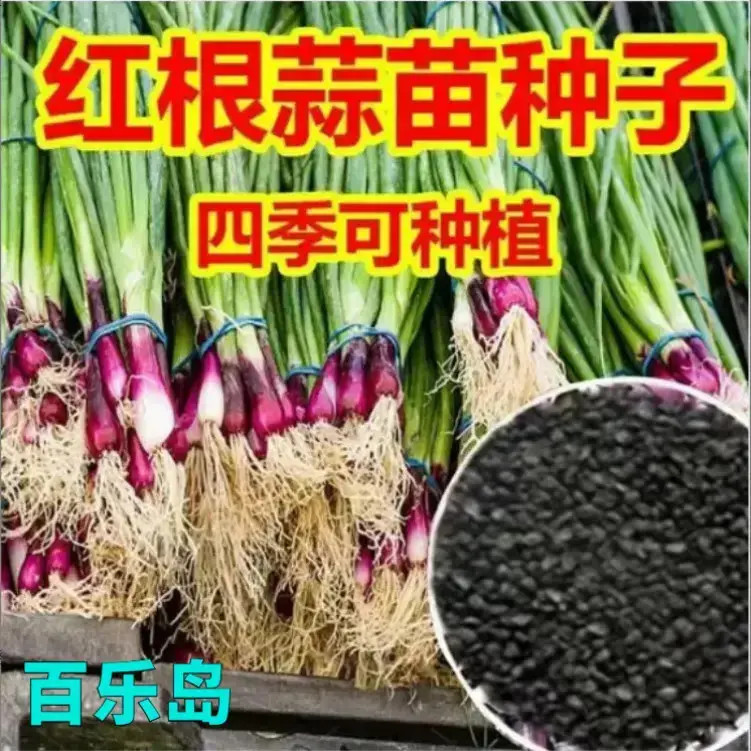 红根蒜苗种子红根香蒜硬叶蒜苗一年四季三茬连续均可种植蒜苗种籽