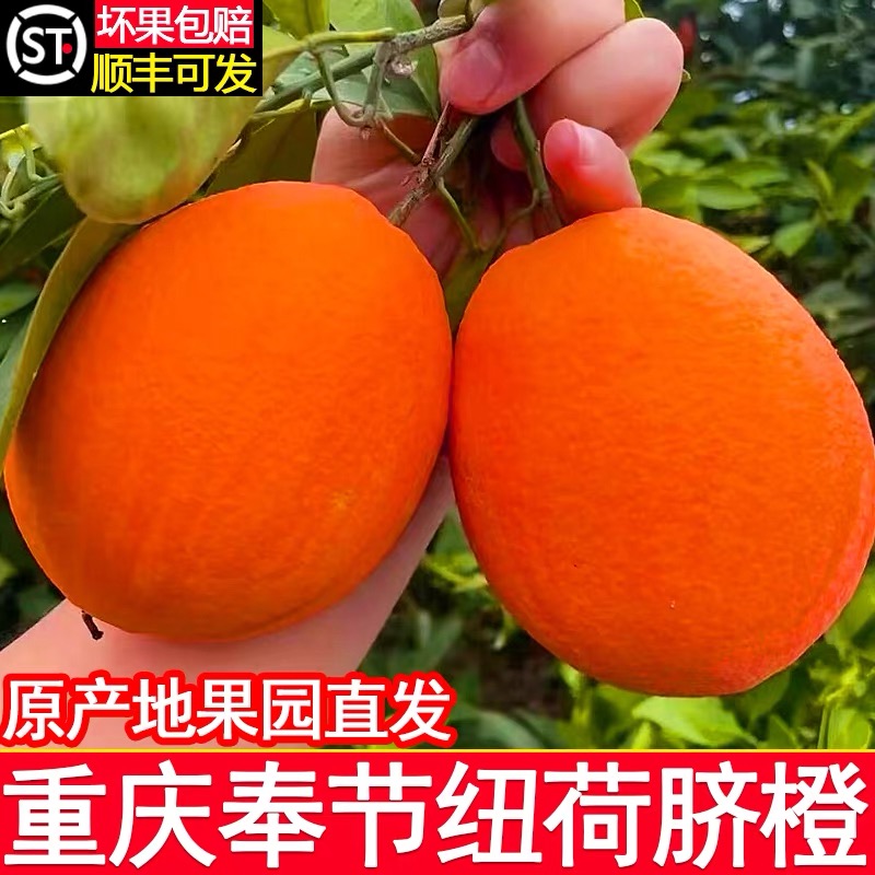 正宗重庆奉节脐橙纽荷尔新鲜橙子当季水果果10斤产地直发现摘现发