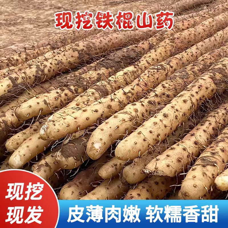 铁棍山药新鲜软糯香甜营养高4.5斤装原产地山药40-70厘米精品装