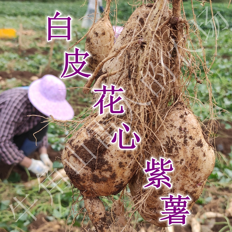 广西德保白皮花心紫薯番薯农村种植甜糯可口小时候的味道爱的味道