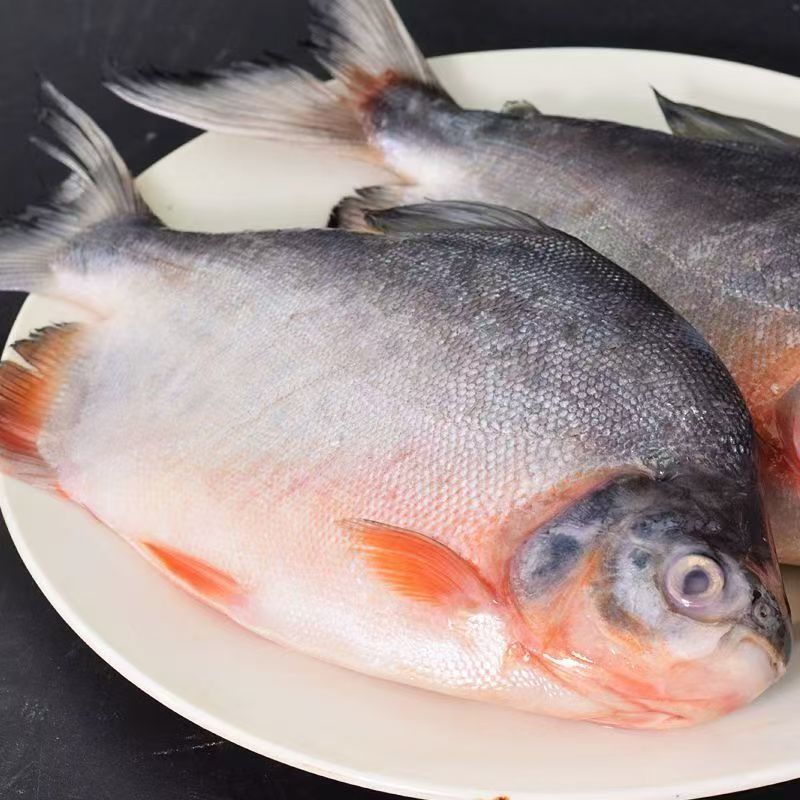 -鲜活速冻大号红鲳鱼 净重包6斤以上 肉厚刺少营养 美味