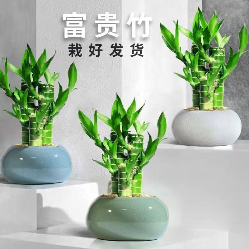 李居明旺文昌富贵竹转运竹文昌摆件花盆好养水培四季常青绿竹室内