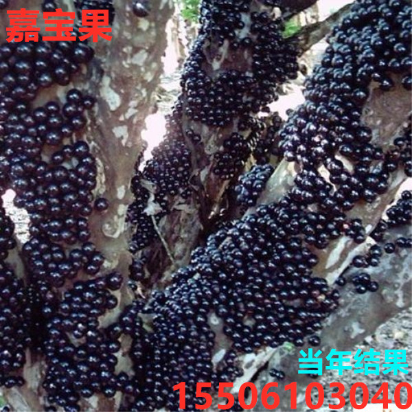 台湾嘉宝果种子树苗加宝果小苗盆栽树葡萄种子四季结果南北方种子