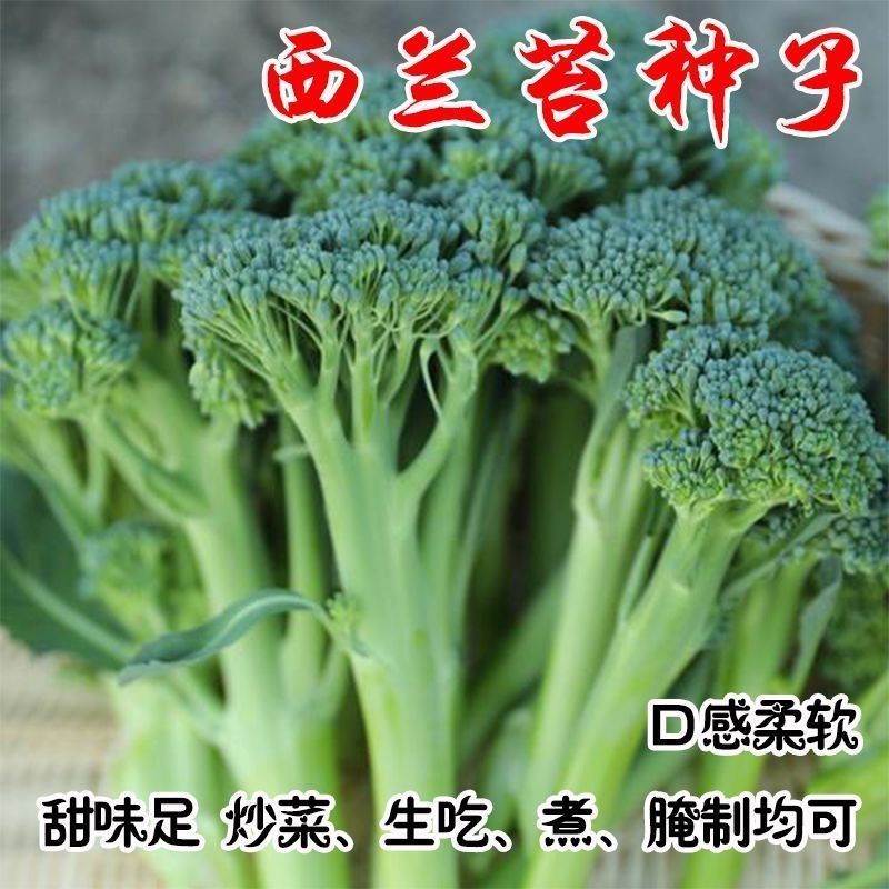 【1.2万人好评】西兰苔蔬菜种子西洋芥兰种籽广东菜菜苔菜心四季