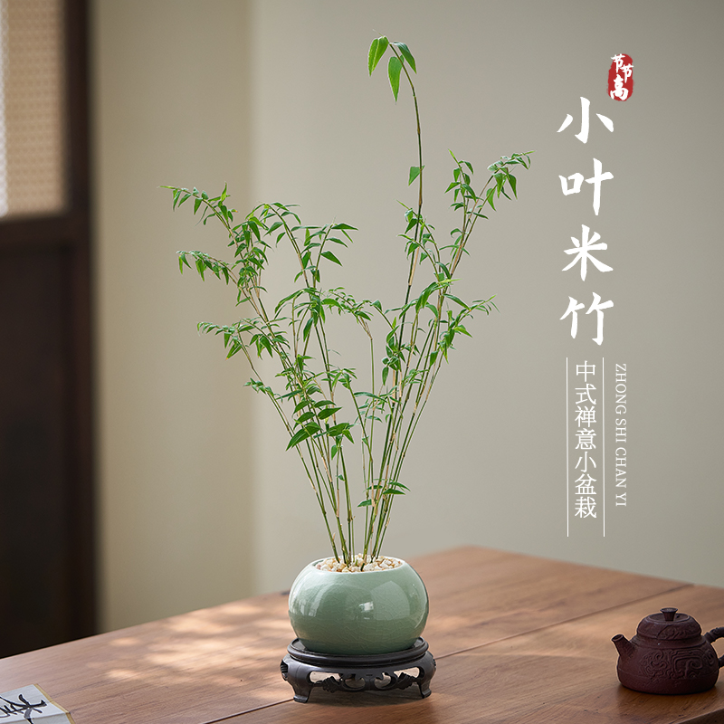 小叶米竹盆栽中式茶室内桌面禅意境小植物净化空气竹子绿植花卉