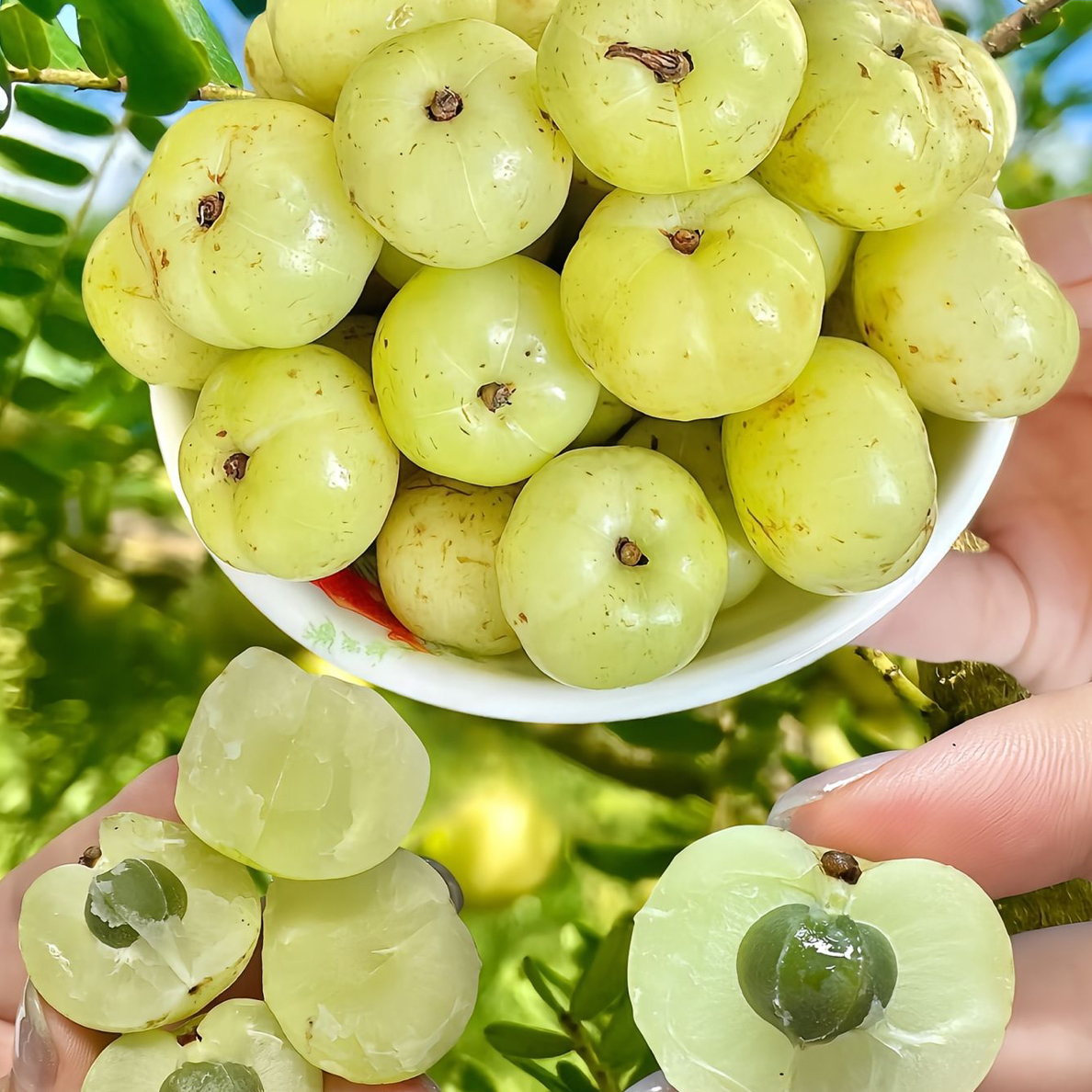 新品（大果甜油柑）嫁接苗，回甘久，甘汁清甜