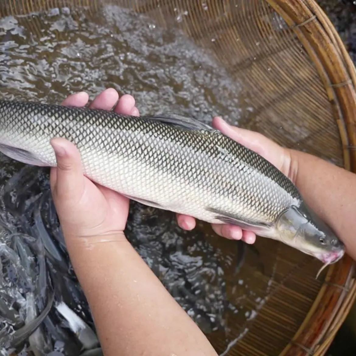 大鳞鲃 淡水银鳕 水族活体鱼