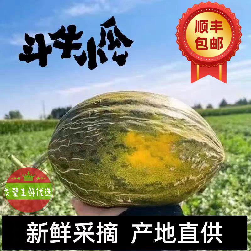 甘肃瓜州正宗沙漠冰淇淋斗牛蜜瓜新鲜当季水果软糯香甜