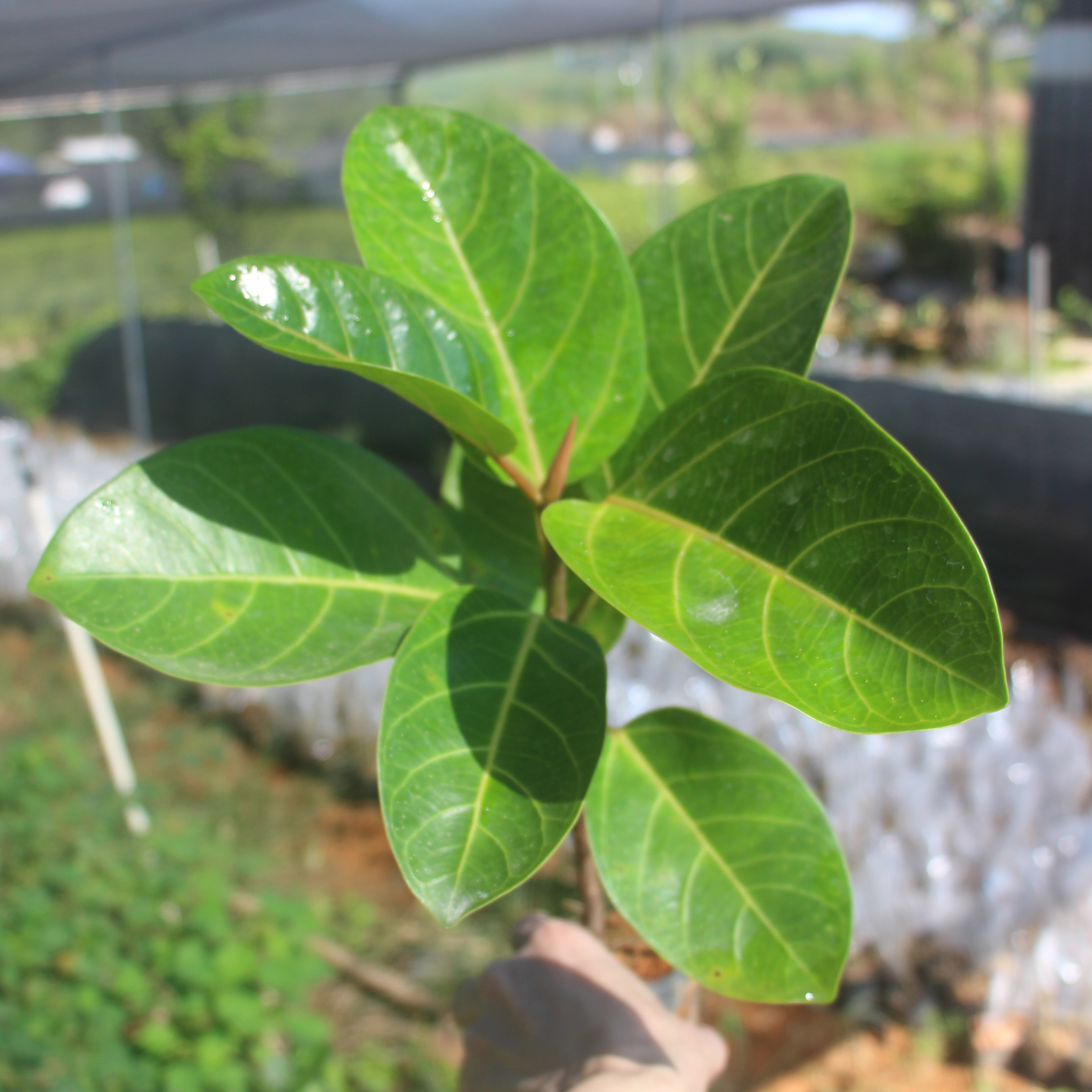 大叶榕树苗正宗高山榕小苗琴叶榕四季常绿吸水石盆景造型绿化庭院