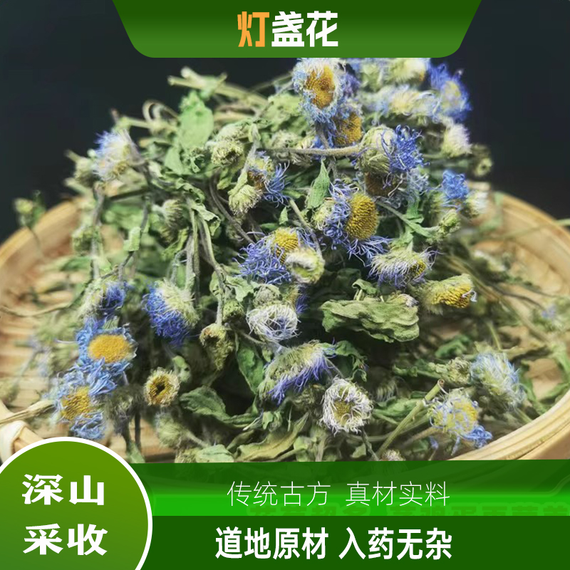 云南野生灯盏花中药材新货灯盏花天然干货灯盏细辛灯盏