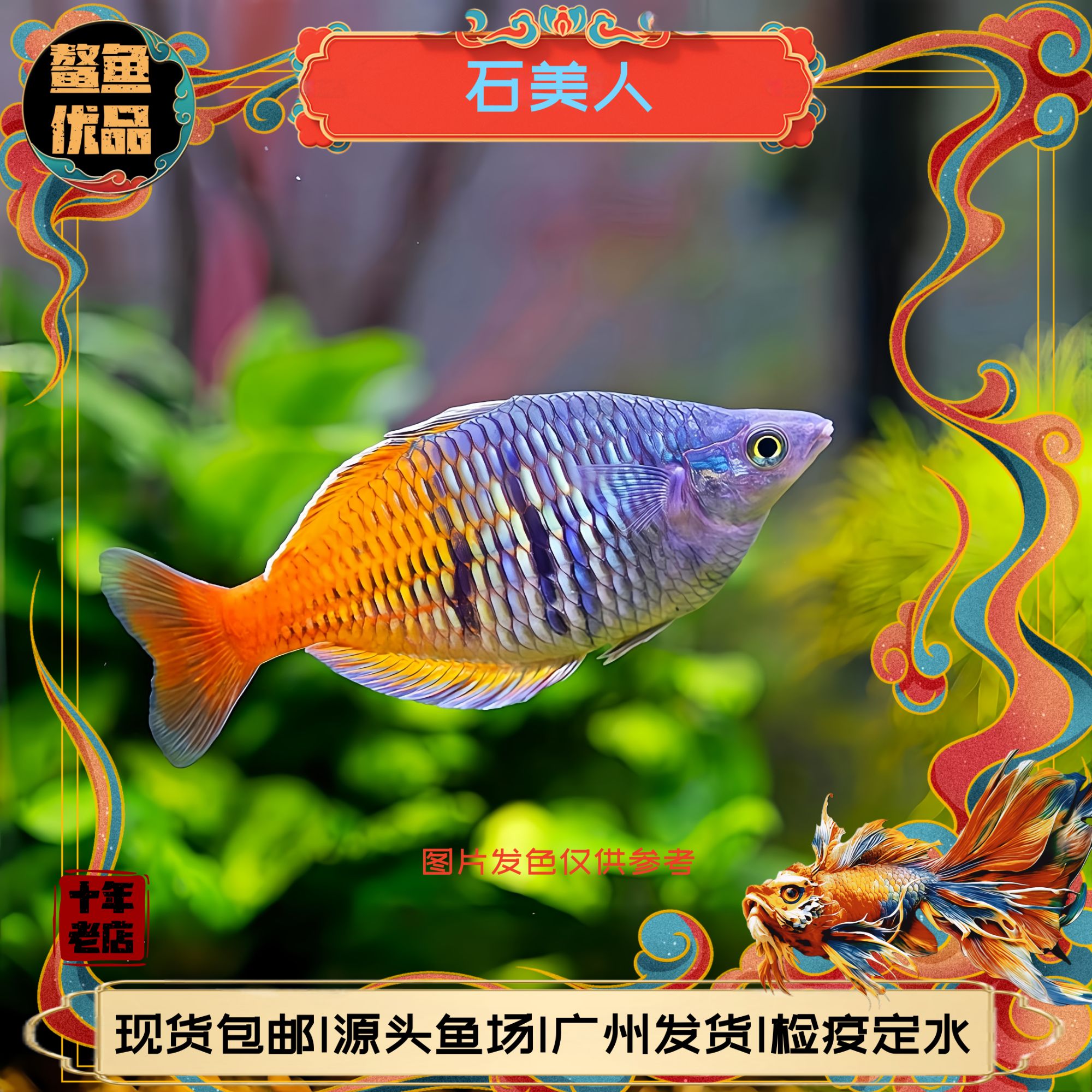 石美人鱼公鱼小型观赏鱼热带鱼刚果美人鱼群游皮实好养活体新手