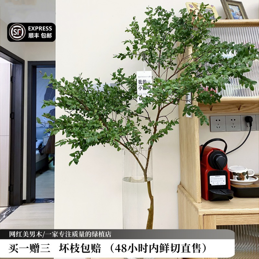 鲜花 美男树水培绿植物鲜切枝室内ins北欧风花卉在