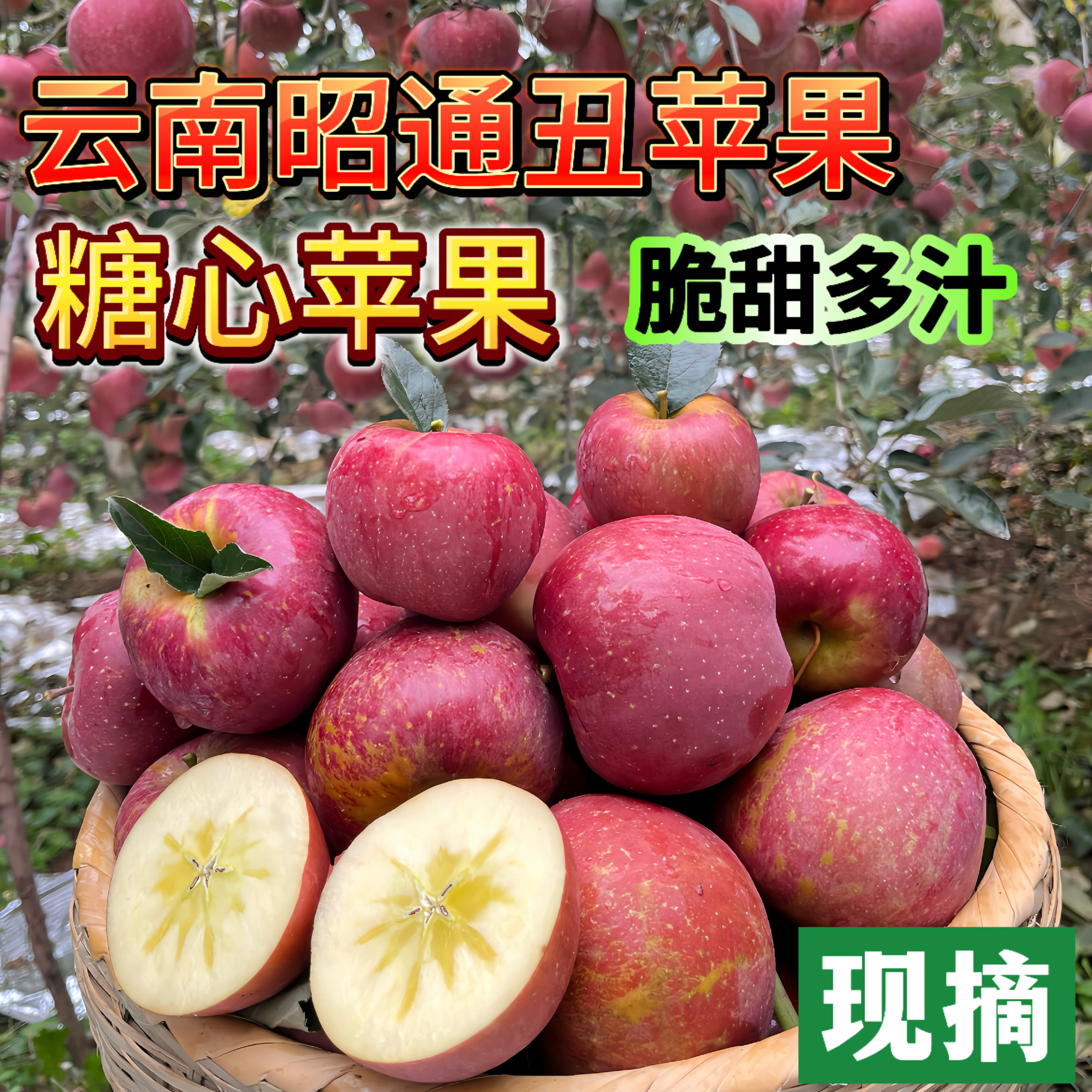 云南昭通正宗冰糖心苹果丑苹果高原山地现摘脆甜水果新鲜苹果