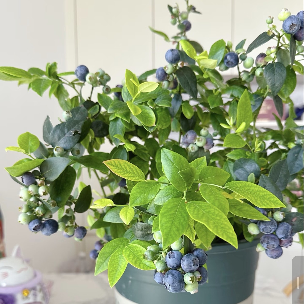 蓝莓苗盆栽地栽带花带果纯甜高产阳台庭院果树南北方种植四季结果