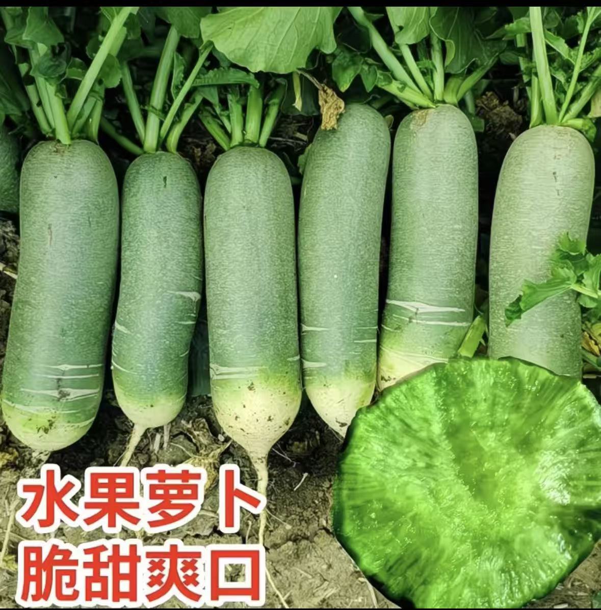 【清脆爽口】山东潍坊水果萝卜生吃脆甜微辣农产品青萝 卜包邮