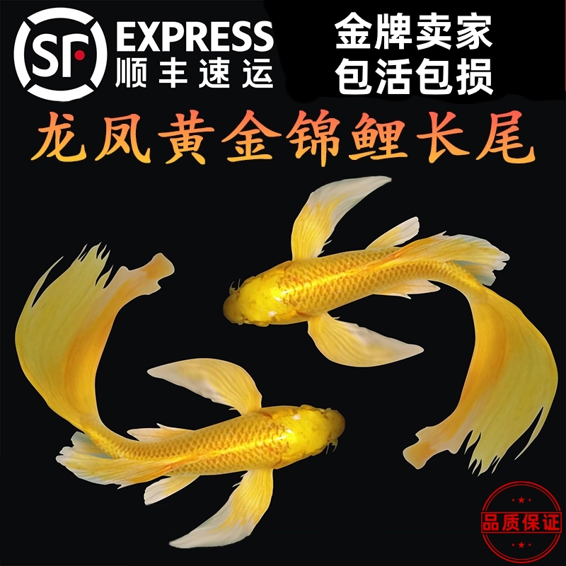 纯种龙凤锦鲤长尾黄金锦鲤冷水观赏鱼招财风水鱼耐活好养精品鱼苗