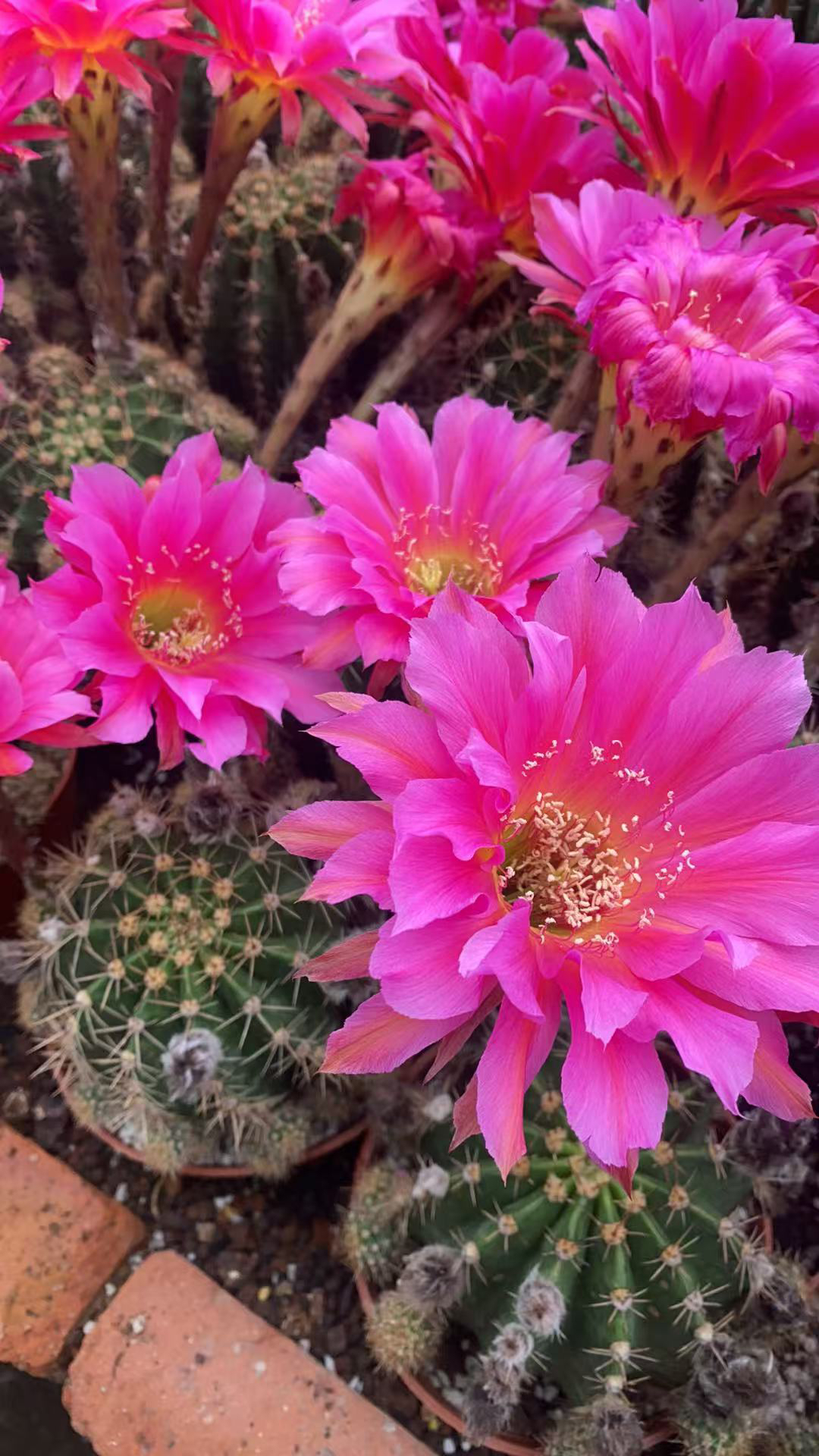 冰火仙人球自根室内阳台防辐射含盆带土栽好包邮