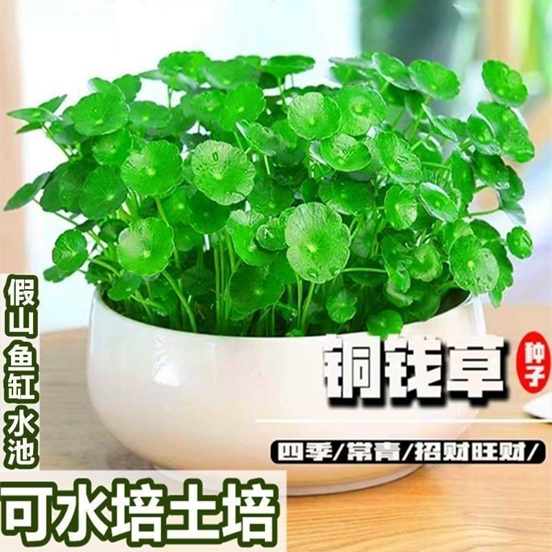 {力推}四季好养铜钱草水培盆栽绿种子客厅办公室内花卉水养金钱草