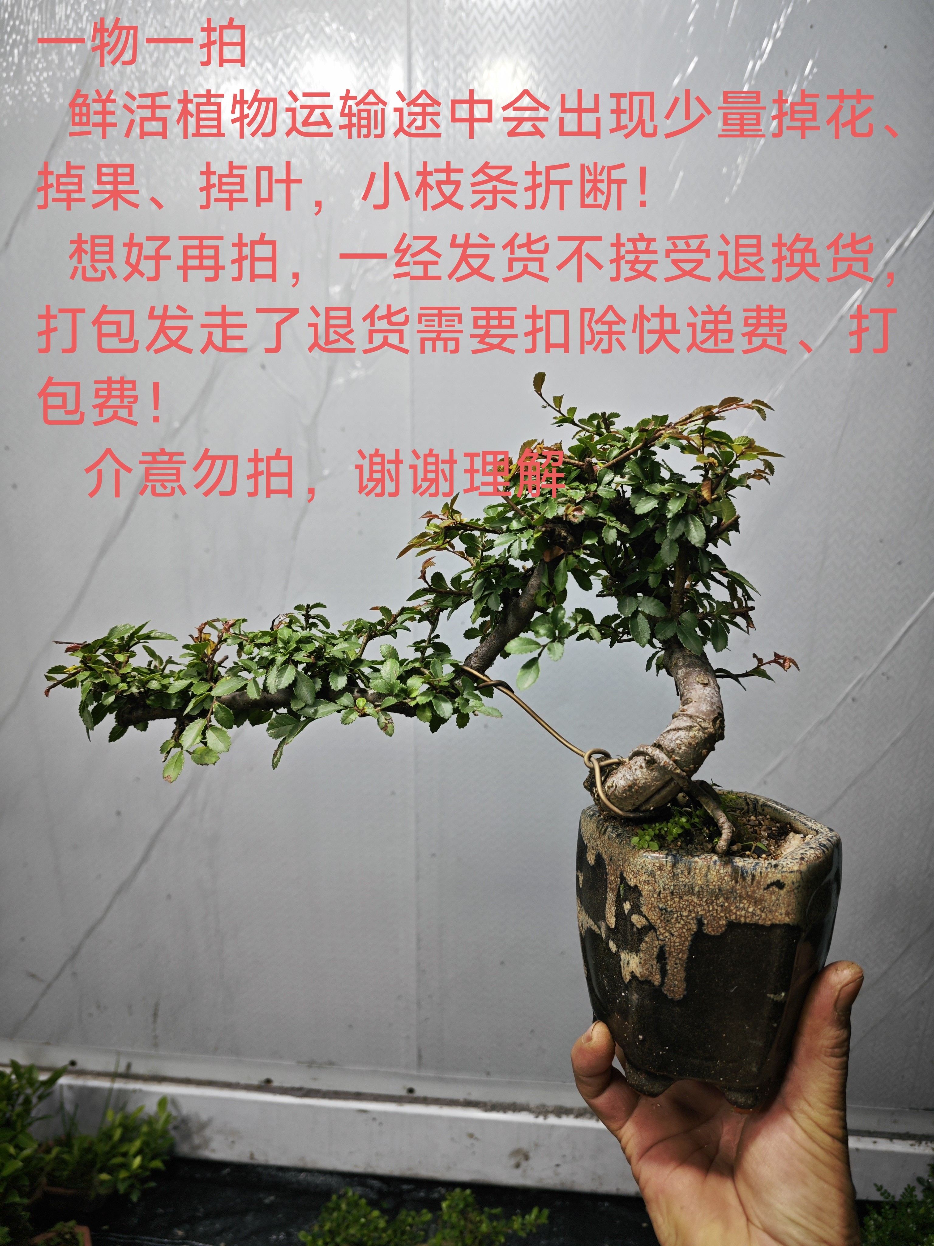 繁花似锦盆景1号盆栽植物