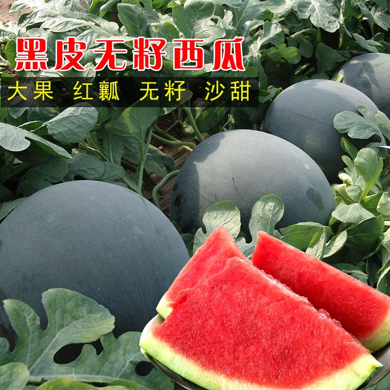 黑皮无籽西瓜种子盆栽地栽可种打岔易管理西瓜种籽脆甜多汁