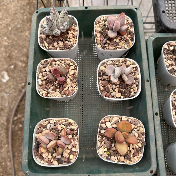 水泡多肉植物套餐组合，六棵小老桩随机发