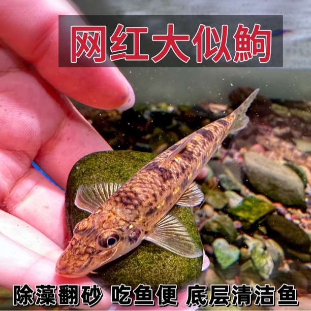 似鮈鱼棒花鱼原生冷水工具鱼清洁除藻翻砂好养冷水鱼