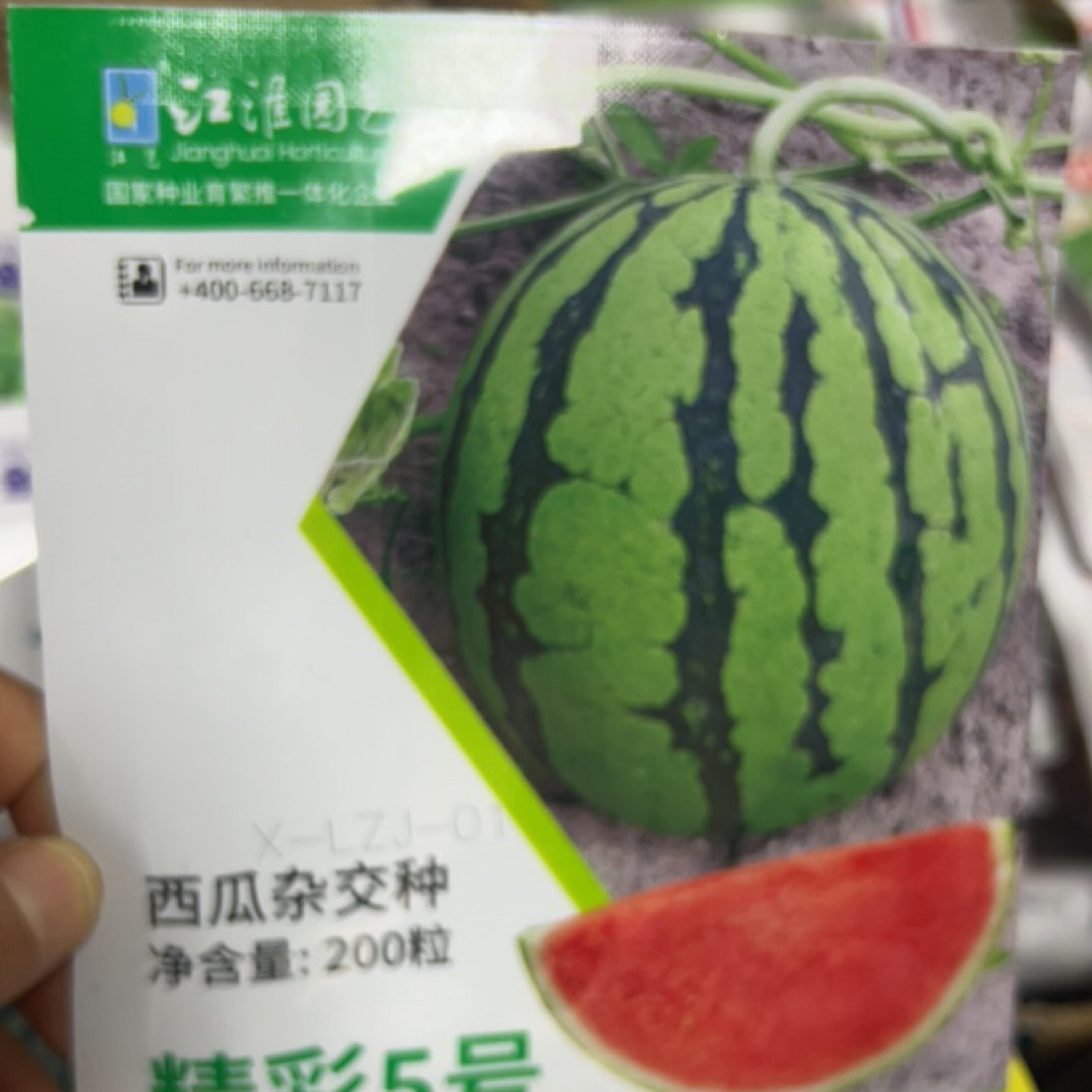 江淮园艺精彩5号大果红壤高糖度200粒