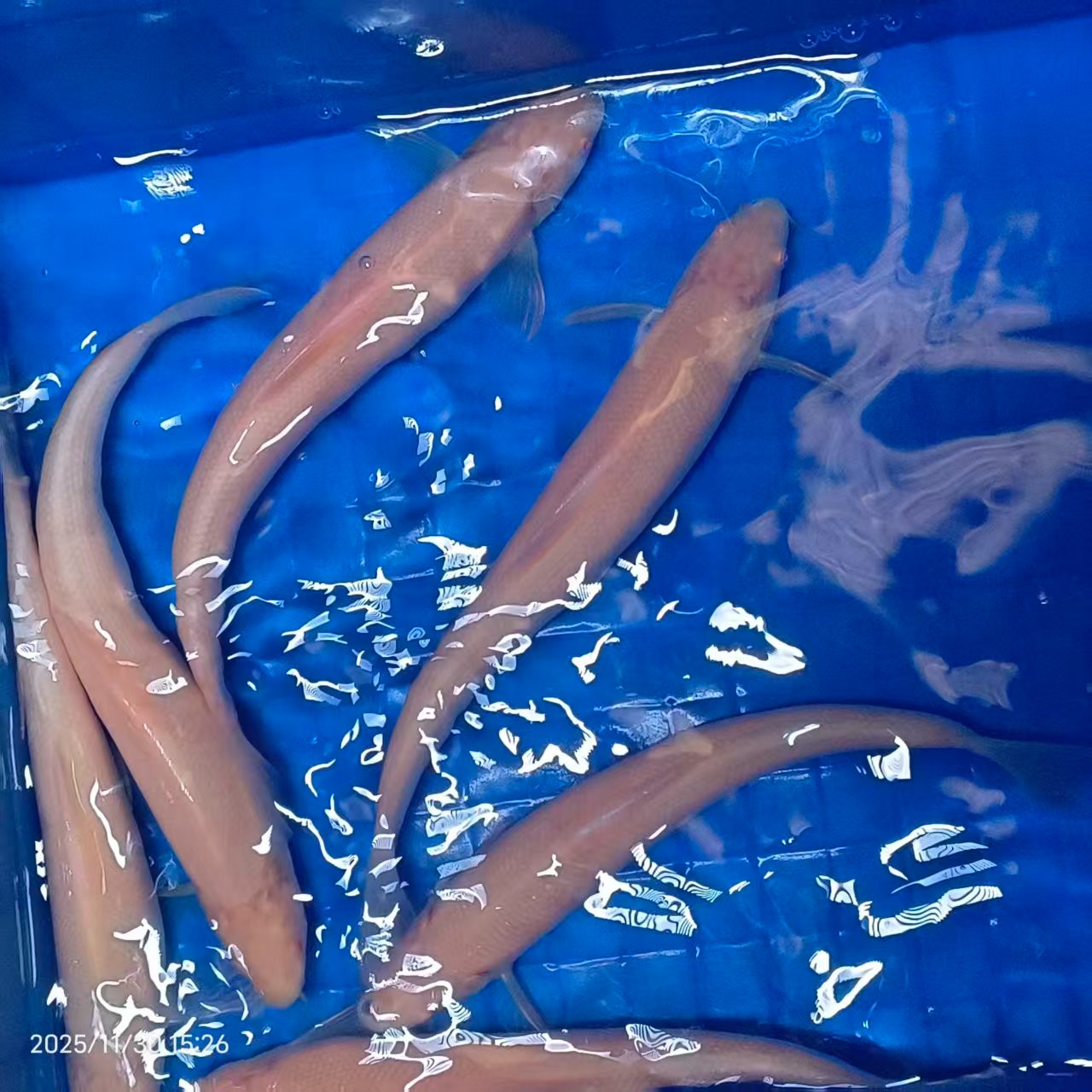 红眼赤目白子招财龙赤目银雪大型高档冷水观赏鱼