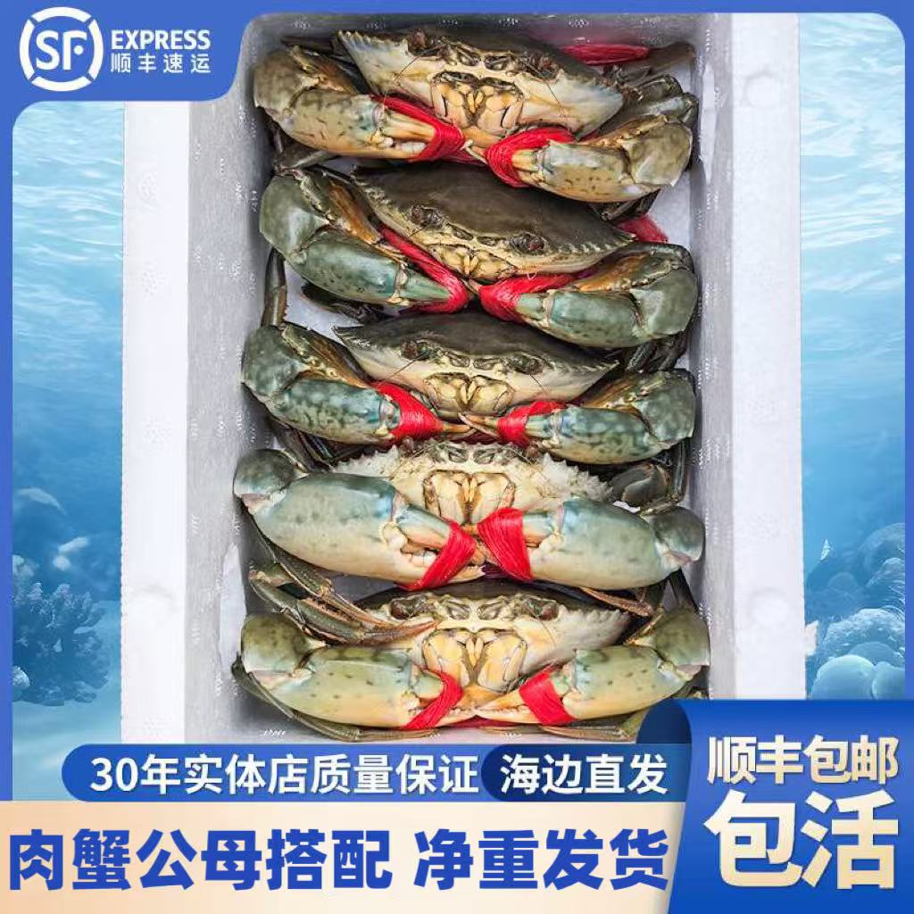活体青蟹鲜活大肉蟹福建菜鲟公母搭配海捕鲜活螃蟹顺丰包邮包活
