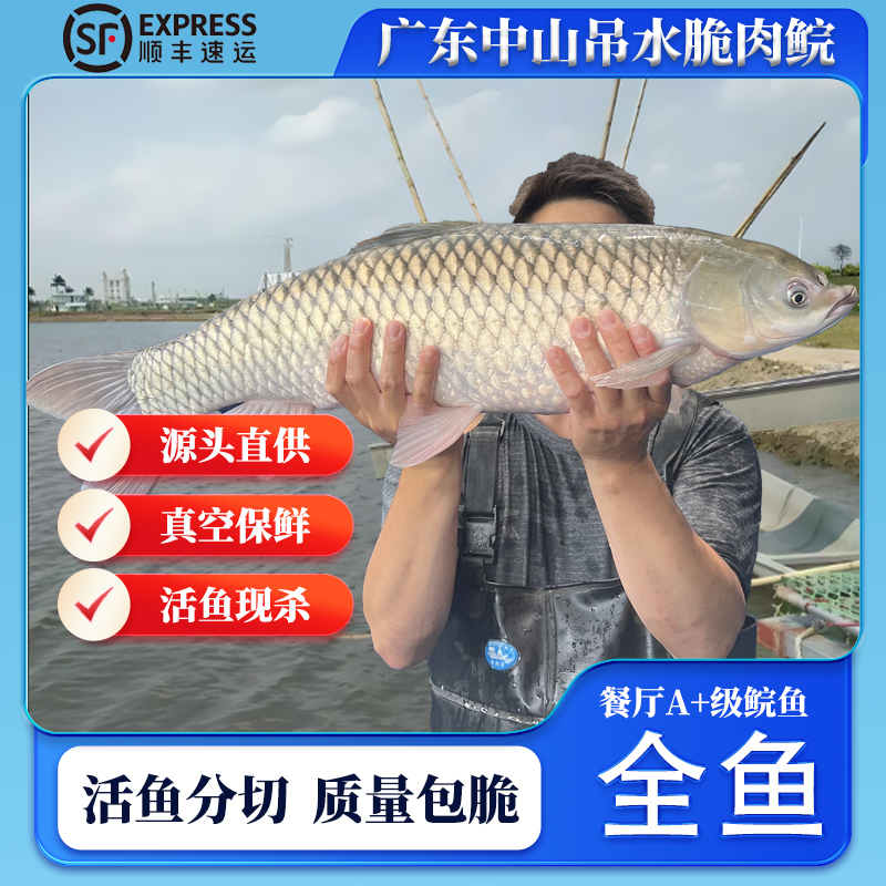 中山东升吊水脆肉皖鱼鲜活水产12斤现宰草鲩鱼广东脆皖鱼火锅