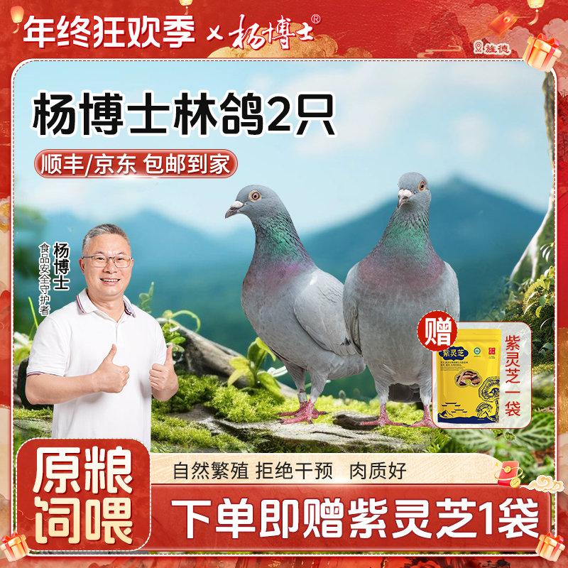 【杨博士林鸽】杨博士皖南散养鸽子现杀新鲜原粮饲喂煲汤营养丰富