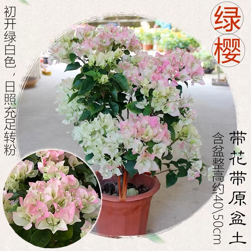 【绿樱】40-50公分，冠幅25公分三角梅盆栽带花阳台庭院花卉易活四季