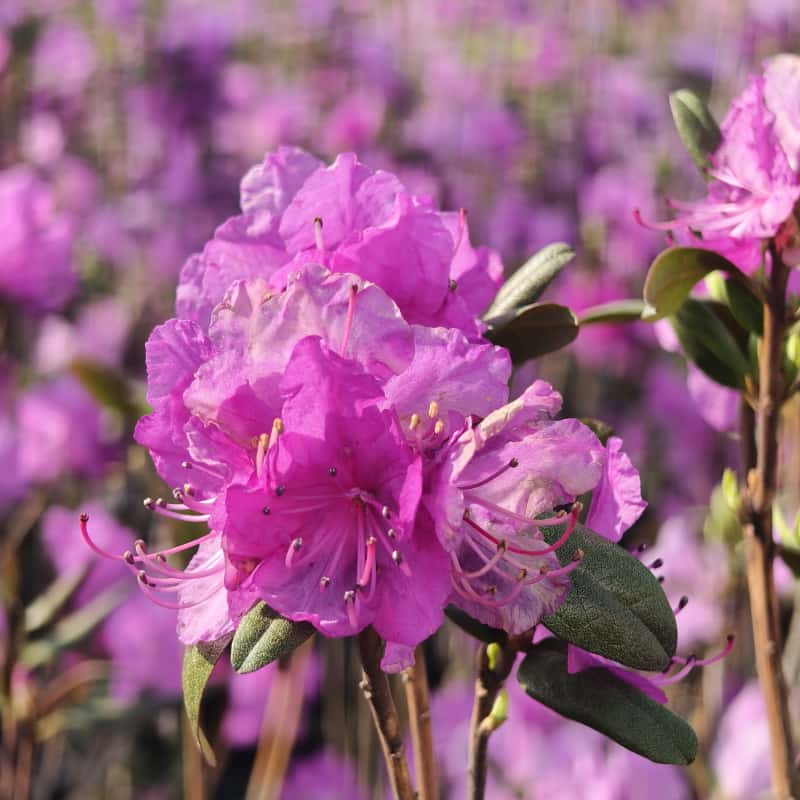 金达莱杜鹃半落叶杜鹃花开艳丽庭院花园耐寒基地直发盆栽地栽花卉