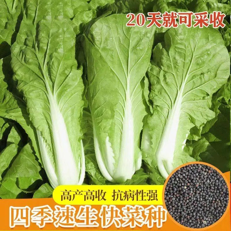 四季奶油快菜种子速生高产小白菜种子农家庭院阳台菜园蔬菜种子