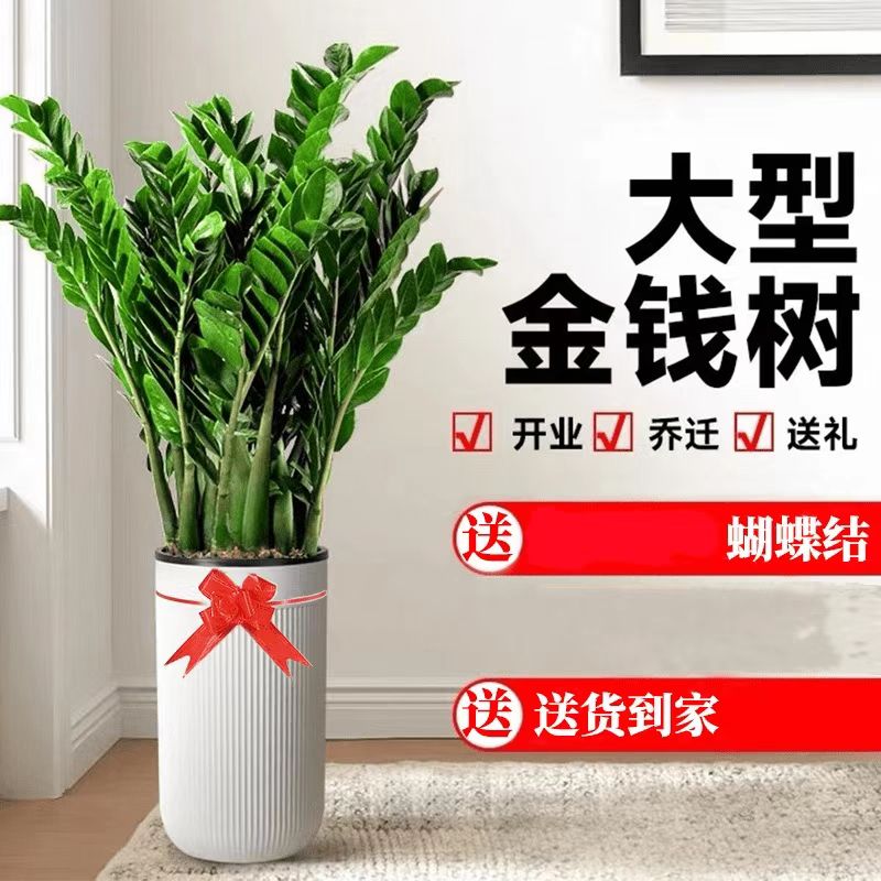 【福到财到】金钱树0.6-1.3米高绿植花卉盆栽开业乔迁送礼居家好