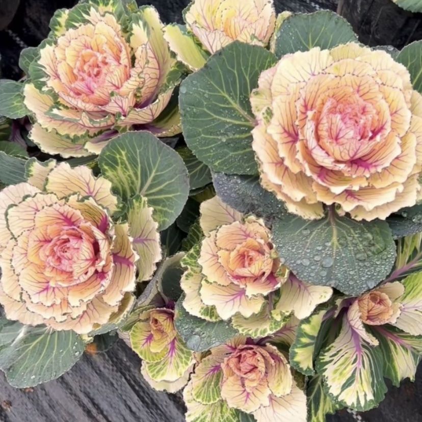 羽衣甘蓝炫彩盆栽庭院花卉耐寒耐热观赏植物