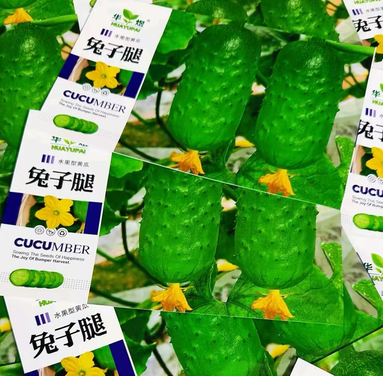 【兔子腿水果黄瓜种子】四季种植盆栽地栽阳台小院种植