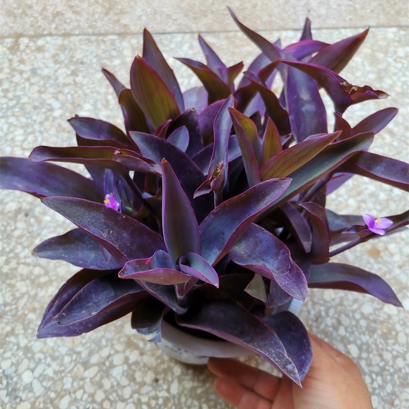 室外室内花卉绿植盆栽紫色吊兰紫竹梅紫罗兰喜光好养植物鸭芷草