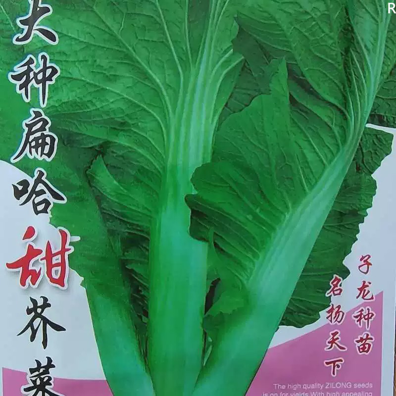 .大种扁哈甜芥菜种子大肉甜芥菜叶大纤维少脆嫩芥菜四季蔬菜种子